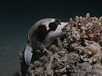 Arothron diadematus - Maskenkugelfisch