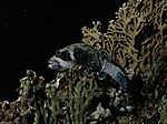 Arothron diadematus - Maskenkugelfisch
