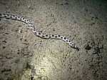 Myrichtys maculosus- Gefleckter Schlangenaal