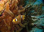 Amphibrion bicimctus - Rotmeer Anemonenfisch
