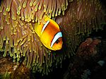 Amphibrion bicimctus - Rotmeer Anemonenfisch