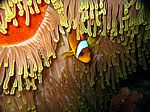 Amphibrion bicimctus - Rotmeer Anemonenfisch