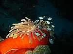 Dascyllus trimaculus (juvenil) - Dreifleck-Preußenfische