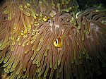 Dascyllus trimaculus (juvenil) - Dreifleck-Preußenfische