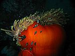 Dascyllus trimaculus (juvenil) - Dreifleck-Preußenfische