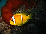 Amphibrion bicimctus - Rotmeer Anemonenfisch