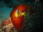 Amphibrion bicimctus - Rotmeer Anemonenfisch
