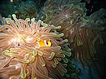 Amphibrion bicimctus - Rotmeer Anemonenfisch