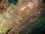 Amphibrion bicimctus - Rotmeer Anemonenfisch