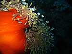 Dascyllus trimaculus (juvenil) - Dreifleck-Preußenfische