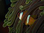 Amphibrion bicimctus - Rotmeer Anemonenfisch