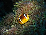 Amphibrion bicimctus - Rotmeer Anemonenfisch