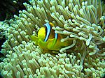 Amphibrion bicimctus - Rotmeer Anemonenfisch