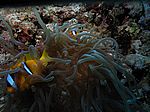 Amphibrion bicimctus - Rotmeer Anemonenfisch