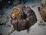 Amphibrion bicimctus - Rotmeer Anemonenfisch