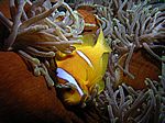 Amphibrion bicimctus - Rotmeer Anemonenfisch