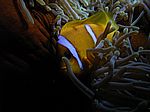 Amphibrion bicimctus - Rotmeer Anemonenfisch
