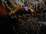 Amphibrion bicimctus - Rotmeer Anemonenfisch