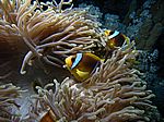 Amphibrion bicimctus - Rotmeer Anemonenfisch