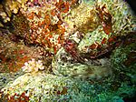 Octopus cyaneus - Roter Krake