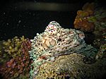 Octopus cyaneus - Roter Krake