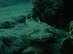 Papilloculiceps longiceps - Krokodilsfisch