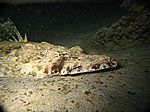 Papilloculiceps longiceps - Krokodilsfisch