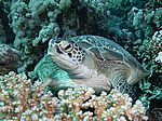 Chelonia mydas - Grüne Schildkröte