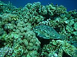 Chelonia mydas - Grüne Schildkröte