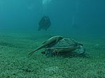 Chelonia mydas - Grüne Schildkröte mit Echeneis naucrates - Schiffshalter
