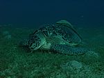 Chelonia mydas - Grüne Schildkröte mit Echeneis naucrates - Schiffshalter