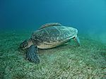 Chelonia mydas - Grüne Schildkröte mit Echeneis naucrates - Schiffshalter