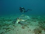 Chelonia mydas - Grüne Schildkröte mit Echeneis naucrates - Schiffshalter und Taucher Juliane Gierth