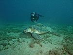 Chelonia mydas - Grüne Schildkröte mit Echeneis naucrates - Schiffshalter und Taucher Juliane Gierth