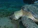 Chelonia mydas - Grüne Schildkröte mit Echeneis naucrates - Schiffshalter