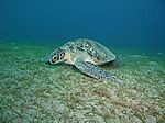 Chelonia mydas - Grüne Schildkröte