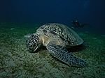 Chelonia mydas - Grüne Schildkröte