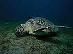 Chelonia mydas - Grüne Schildkröte