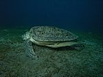 Chelonia mydas - Grüne Schildkröte