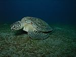 Chelonia mydas - Grüne Schildkröte