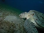 Chelonia mydas - Grüne Schildkröte