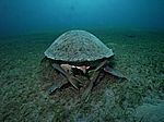 Chelonia mydas - Grüne Schildkröte mit Echeneis naucrates - Schiffshalter