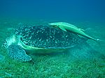Chelonia mydas - Grüne Schildkröte mit Echeneis naucrates - Schiffshalter