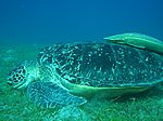 Chelonia mydas - Grüne Schildkröte mit Echeneis naucrates - Schiffshalter