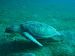 Chelonia mydas - Grüne Schildkröte mit Echeneis naucrates - Schiffshalter