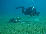 Chelonia mydas - Grüne Schildkröte mit Taucher - Marcel Gierth