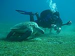 Chelonia mydas - Grüne Schildkröte mit Taucher - Marcel Gierth