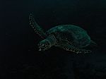 Caretta Caretta - unechte Karettschildkröte (Nakari Hausriff)