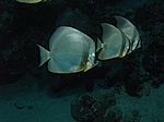 Platax orbicularis - Rundkopf-Fledermausfisch