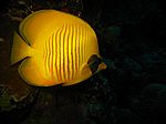 Chaetodon semilarvatus - Maskenfalterfisch